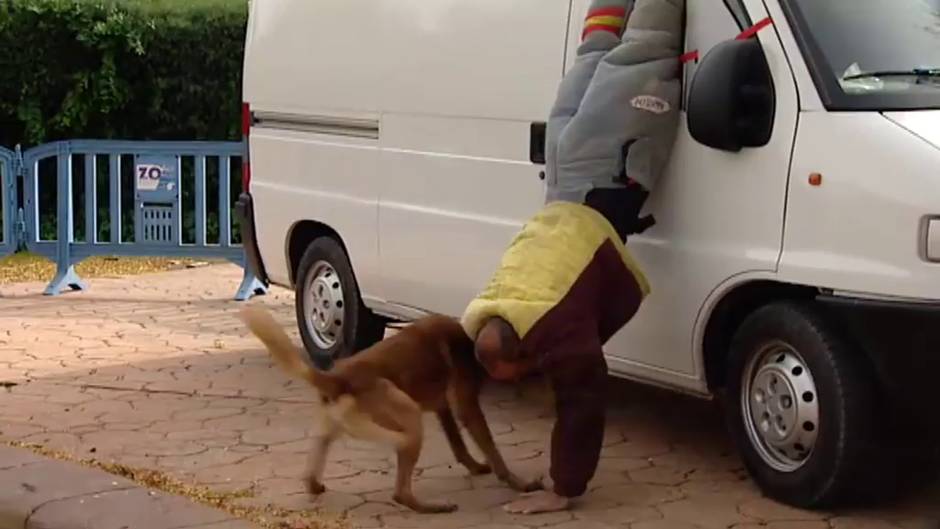 Madrid acoge la exhibición de guías caninos de la Policía Nacional