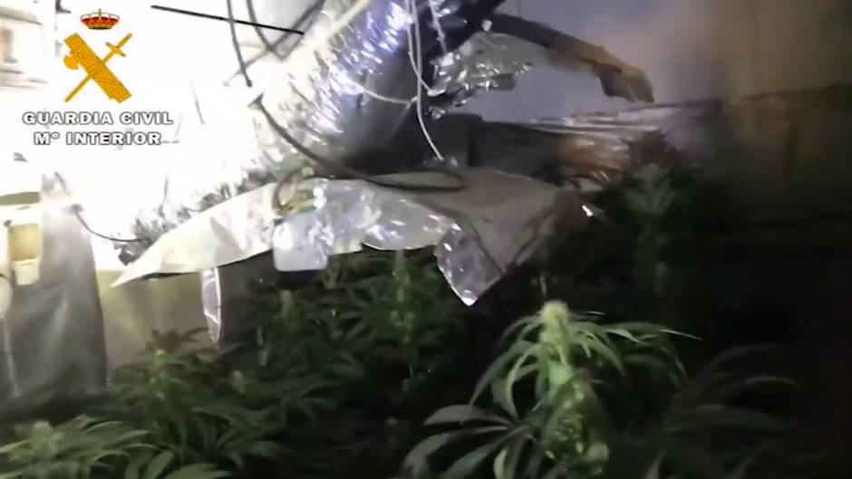 GC detiene a 4 personas e interviene 120 plantas de marihuana en Almansa