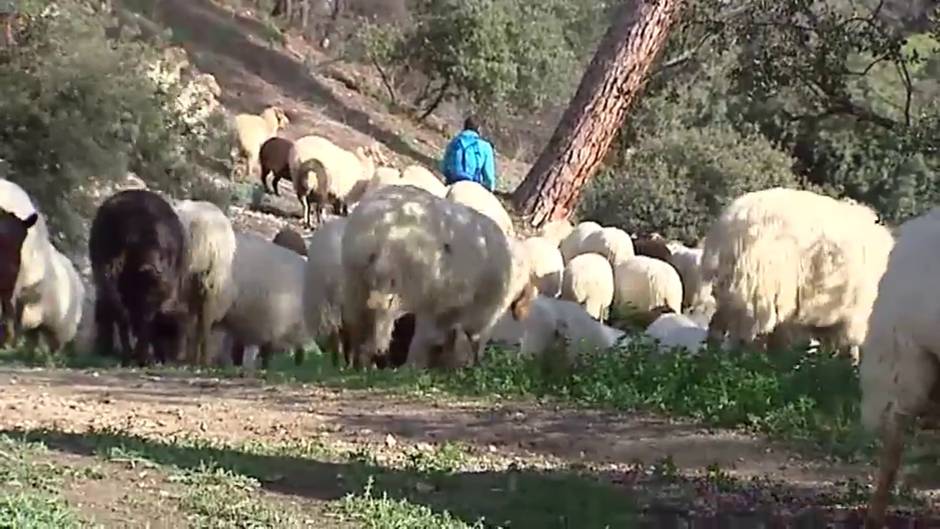 El 'Rebaño por el Clima': 300 ovejas limpiarán la Casa de Campo