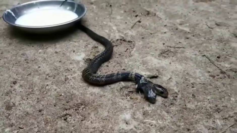 Aparece una serpiente bicéfala en India