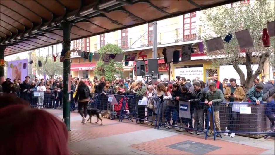 Animalid acerca a la ciudad la labor de las protectoras