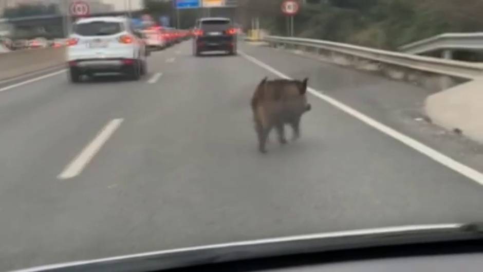 Jabalíes y conejos en los barrios del norte de Madrid