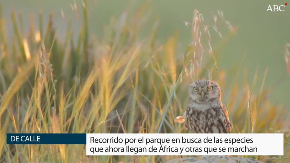 Doñana, realidad impresionista en febrero