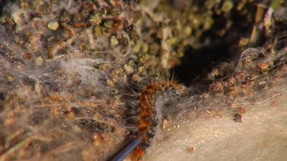 Con el adelanto de la primavera se adelanta la proliferación de las procesionarias