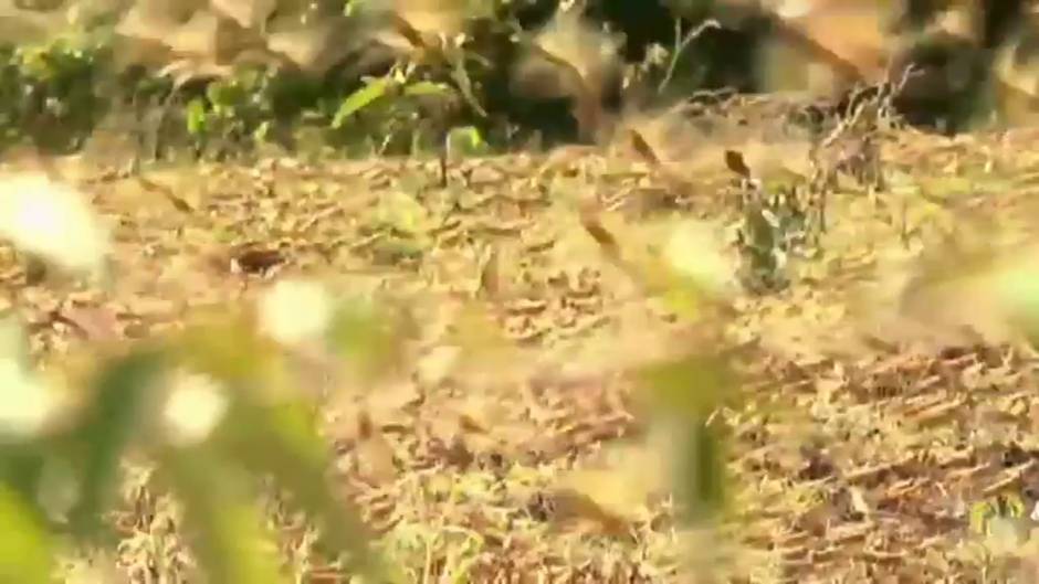 Los enjambres de langostas afectan ya a una docena de países de África y Asia