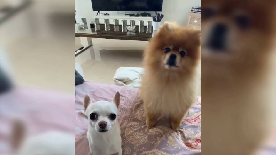 Tamara Gorro comparte su mensaje más emotivo para sus mascotas