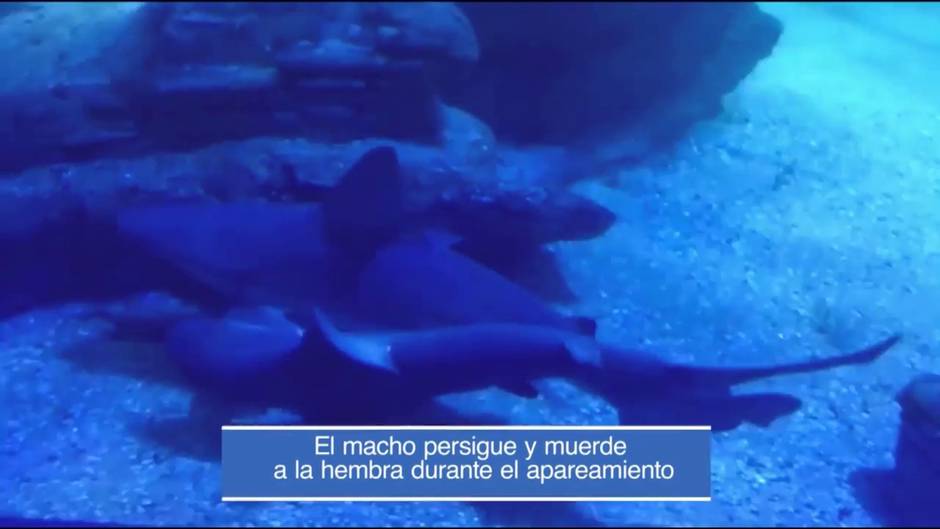 Apareamiento de dos tiburones grises en el Oceanogràfic de València