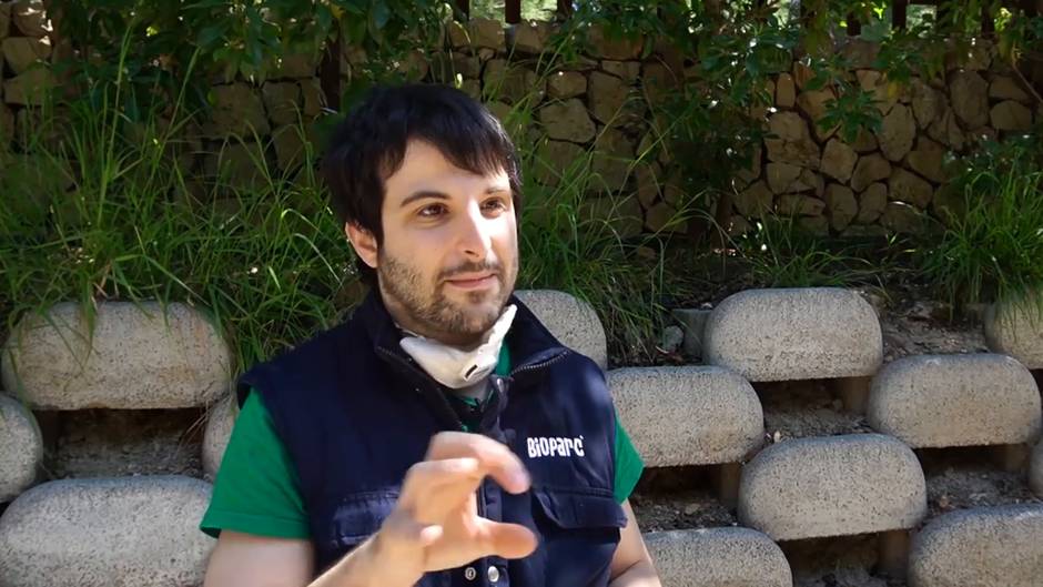 Nace en confinamiento el antílope más pequeño de África en Bioparc