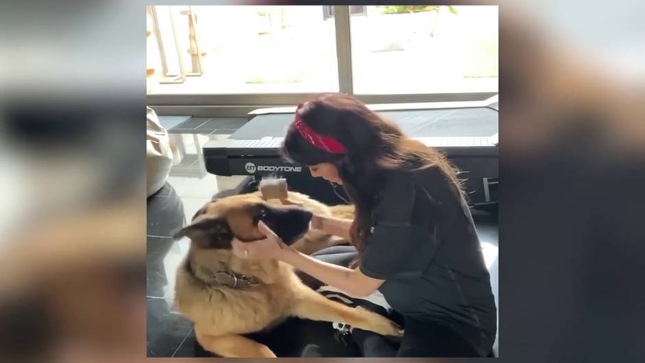 Pilar Rubio muestra cómo cepilla y acaricia a sus perros