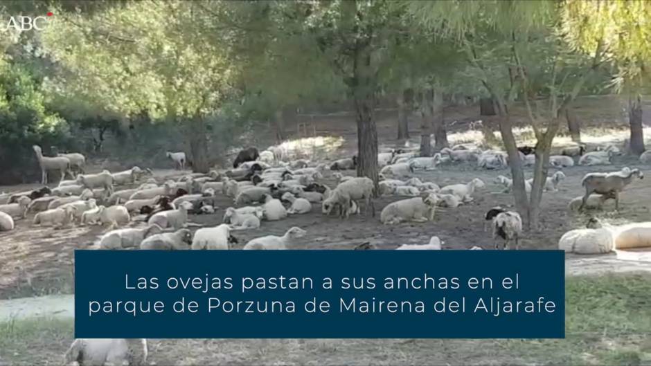 Las ovejas pastan a sus anchas en el parque de Porzuna de Mairena del Aljarafe