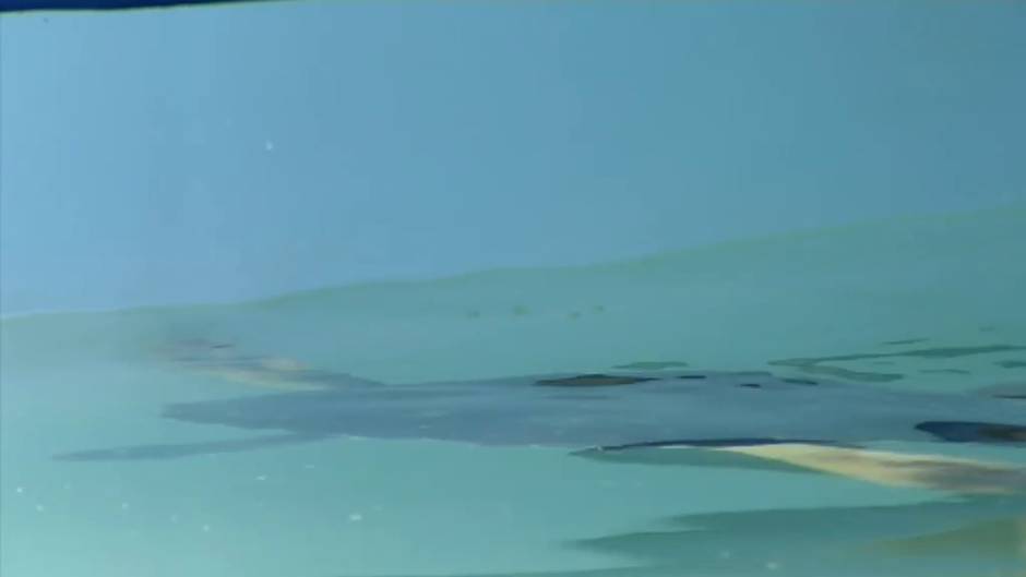 Guantes y mascarillas pasan a formar parte de la terrible de los animales marinos