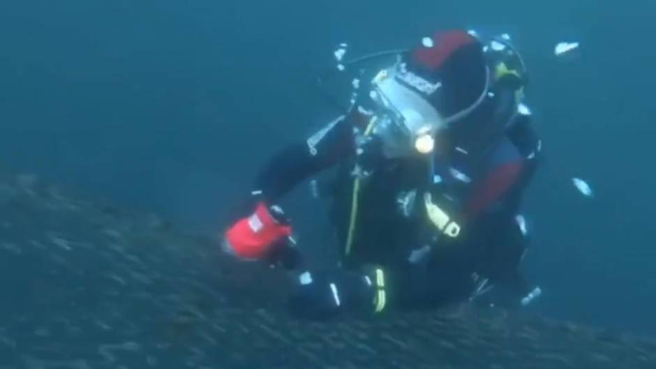 Así ataca el alga asiática a las almadrabas de Cádiz