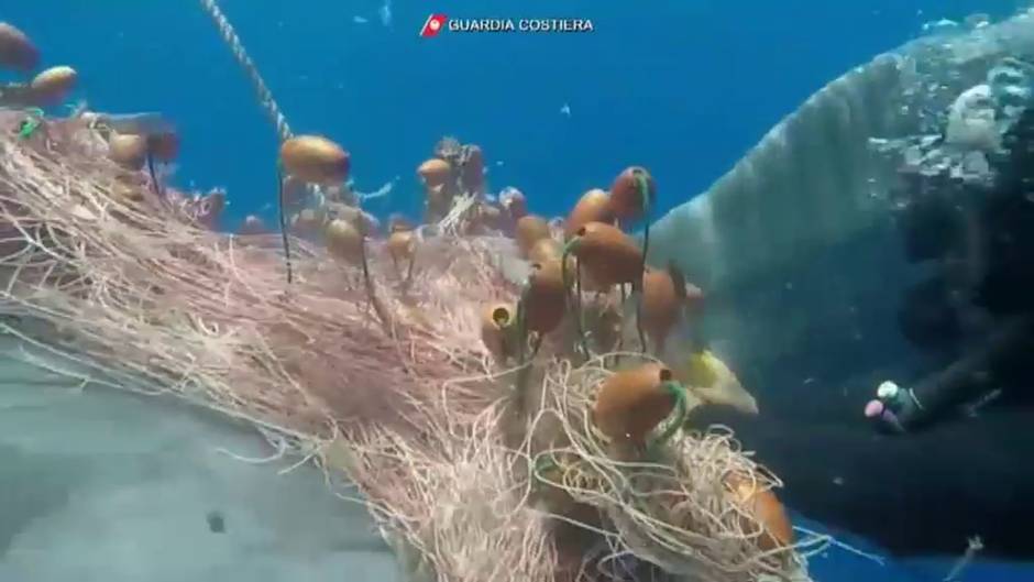 Liberan en Italia a una ballena atrapada en una red de pescador ilegal