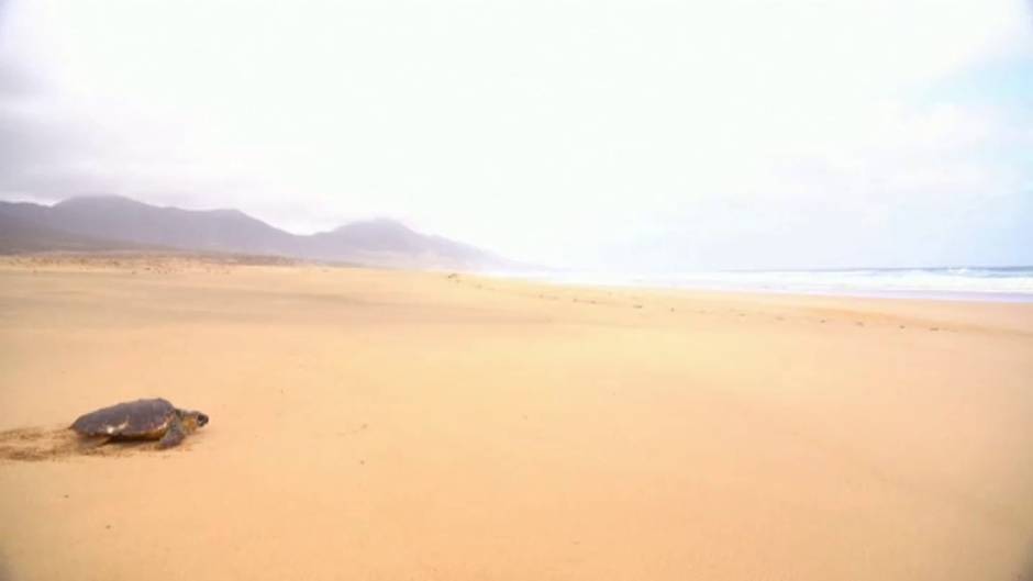 Vuelve al mar una tortuga boba rescatada en Fuerteventura