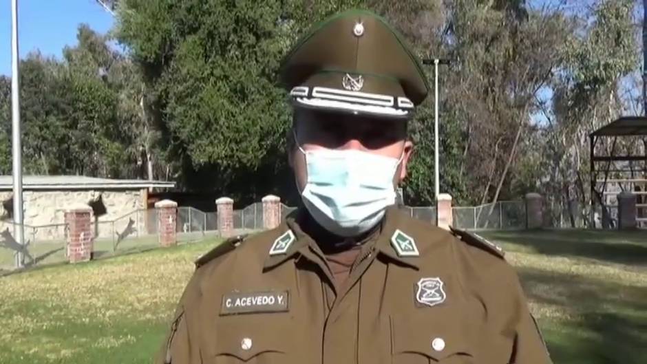 Los perros chilenos que se preparan para detectar el coronavirus