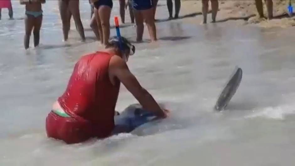 La Guardia Civil investiga la muerte de un pez luna en Roquetas de Mar