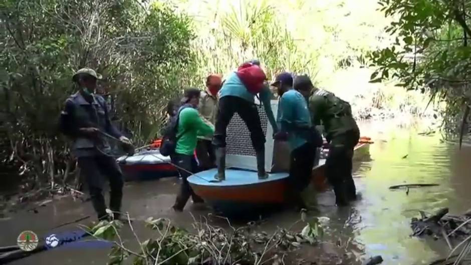 Rescatan a un orangután de una plantación de aceite de palma en Indonesia