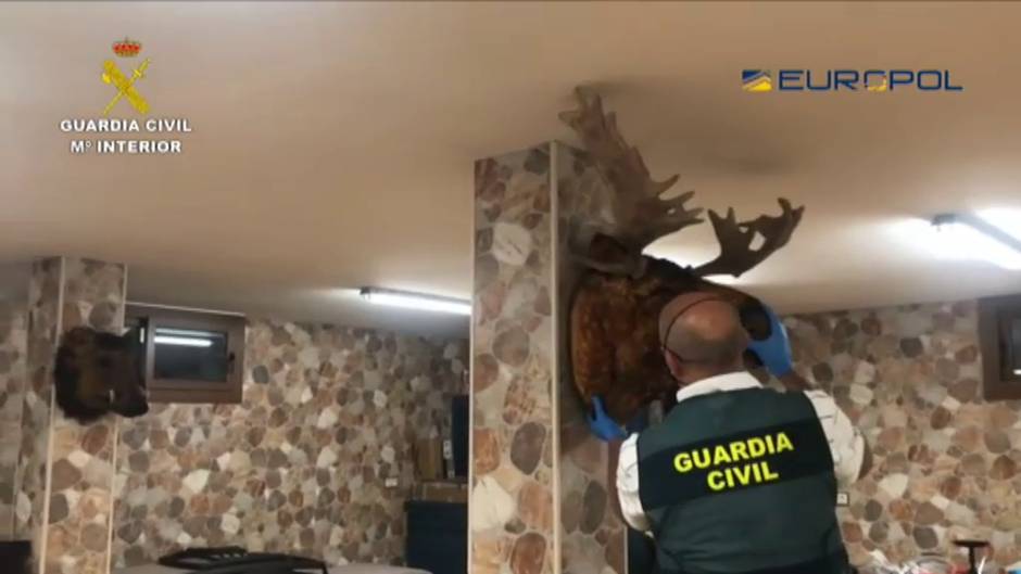 La Guardia Civil detiene en la Operación Tortilla a 64 personas por narcotráfico y blanqueo en el Campo de Gibraltar