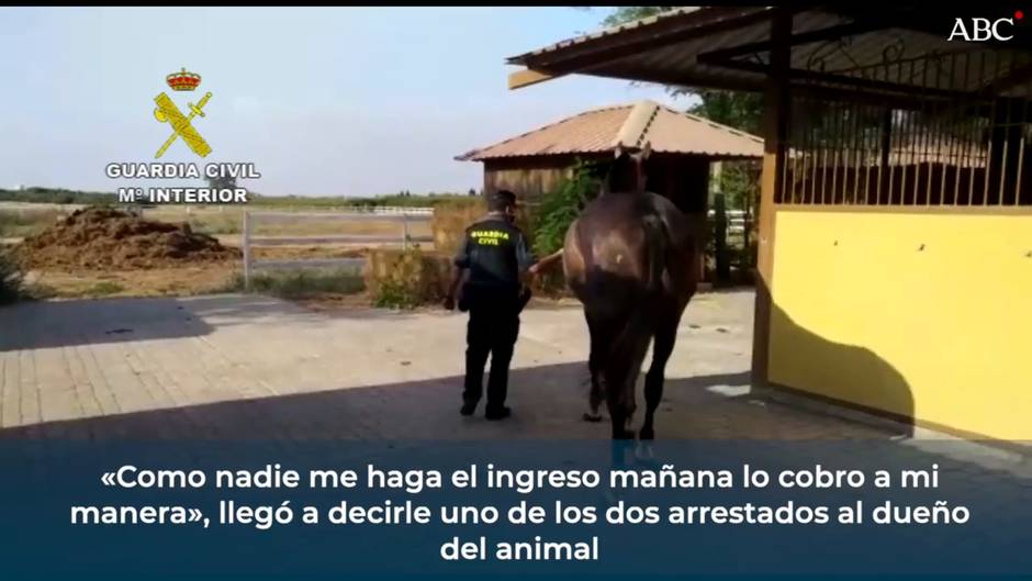 Detenidos por robar un caballo de carreras en Utrera