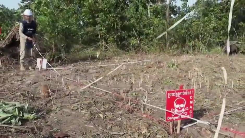 Una ONG británica concede a una rata gigante la medalla de oro por valentía al detectar minas terrestres en Camboya