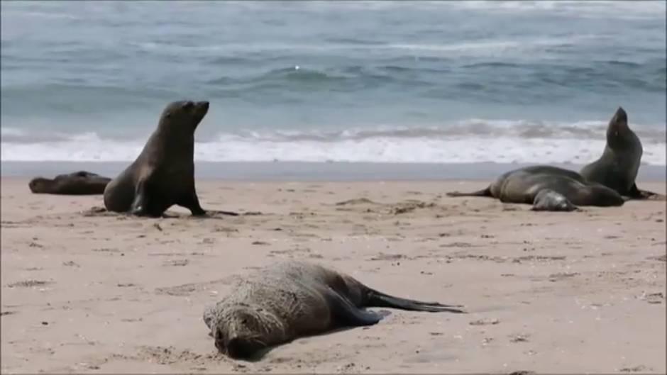 Hallan 7.000 focas muertas en las costas de Namibia