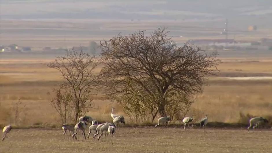 El espectáculo de las grullas de la laguna de Gallocanta regresa fiel a su cita