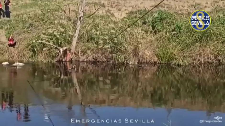 Los bomberos rescatan a un caballo que llevaba varios días atrapado en una zona de fango en Sevilla