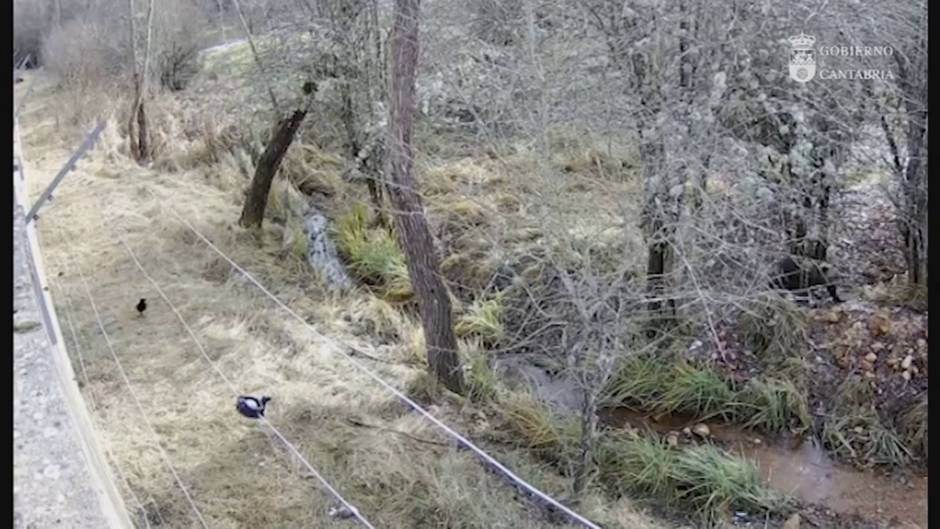 Trasladan a León a la osezna recogida en Somiedo