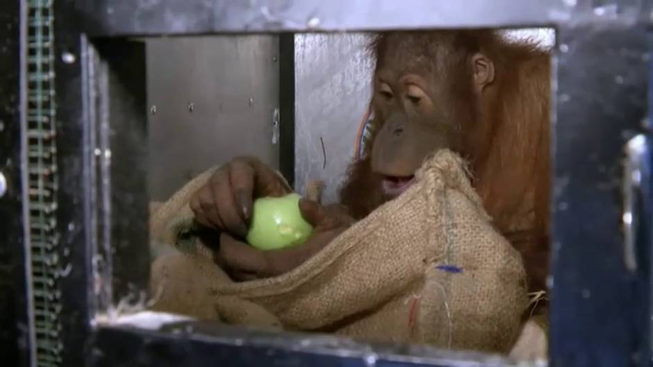 Tailandia entrega dos orangutanes a Indonesia