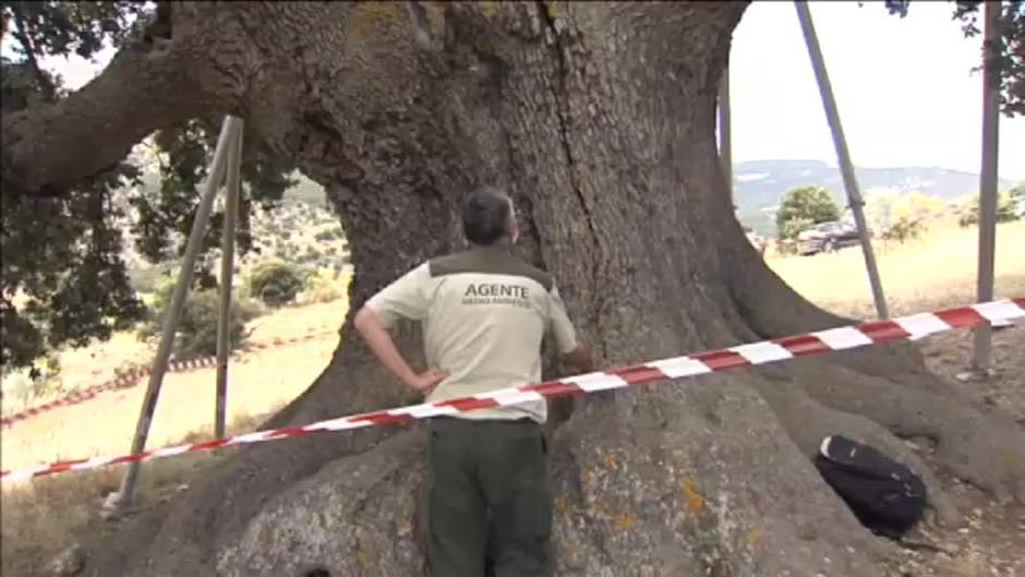 La encina milenaria de Almería, La Peana, se muere