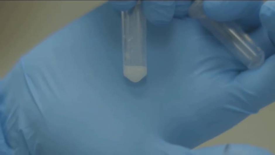 Nace el primer león concebido por inseminación artificial en Singapur