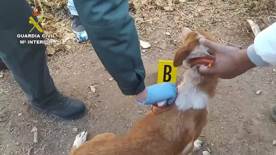 La Guardia Civil desarticula una organización dedicada a la venta de perros de caza