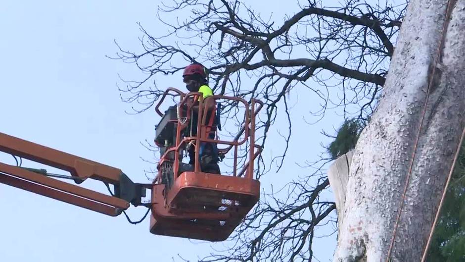 El Retiro cuenta con unos 1.000 árboles "no recuperables" tras Filomena