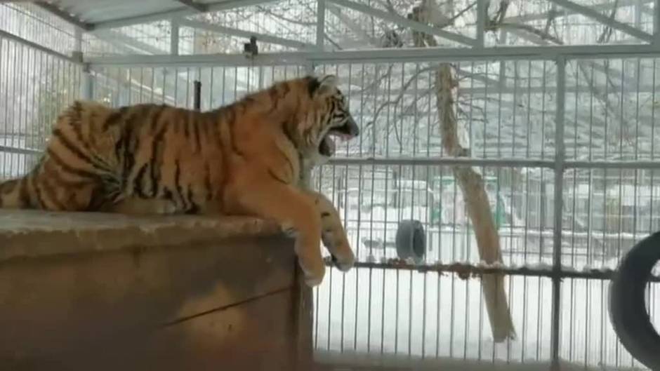 El "canto" de un tigre de 8 meses en un zoo de Rusia