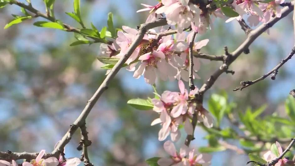 Florecen los almendros en el parque la Quinta de los Molinos