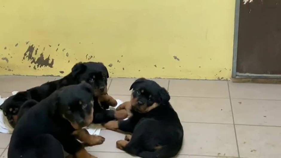 Rescatan a 101 cachorros hacinados en un camión en Núremberg (Alemania)