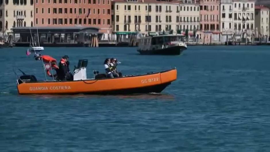 Dos delfines nadan tranquilamente por los canales de Venecia