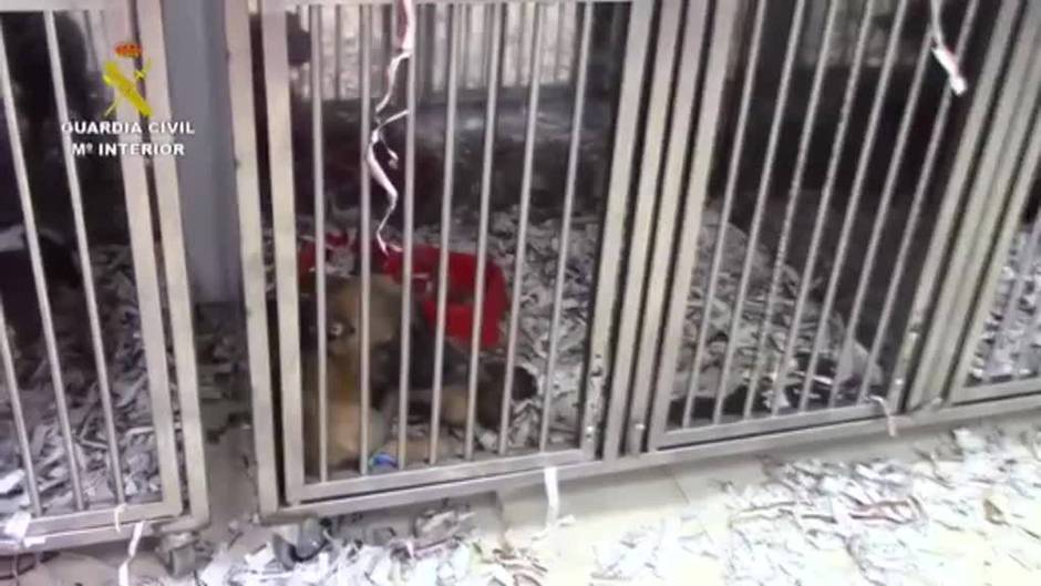 Detenidas en Toledo cinco personas por vender cachorros de perro enfermos