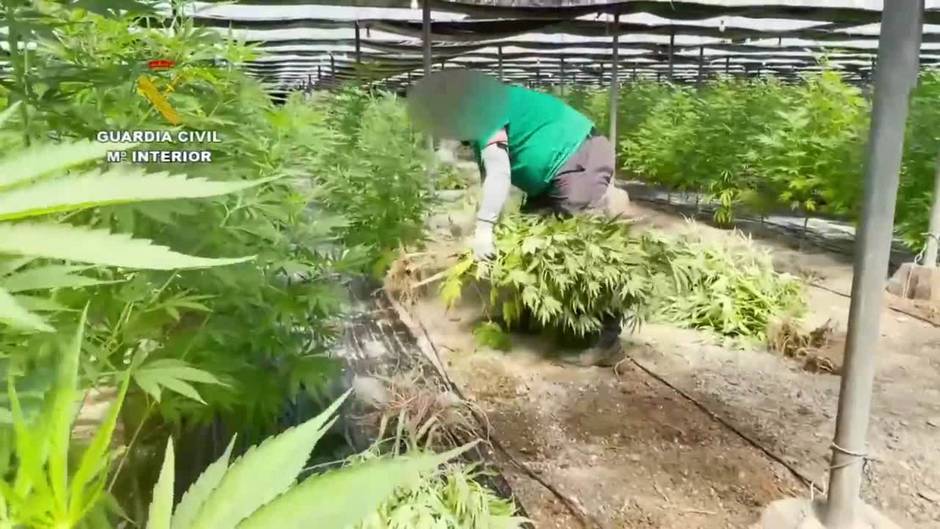 La Guardia Civil interviene 64.800 plantas de cannabis en Almería