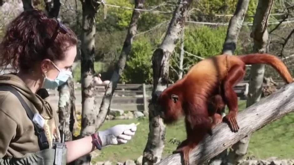 El zoo de Nantes (Francia) da esperanza a la supervivencia del mono aullador rojo