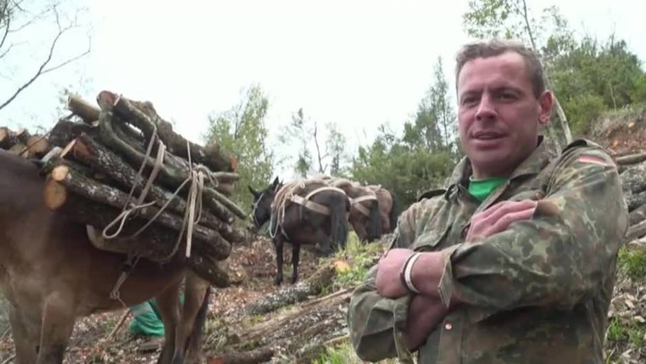 Un leñador recurre a las mulas para transportar leña en el centro de Italia