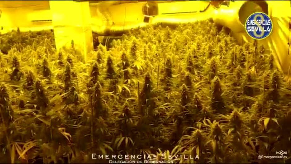 La Policía Local de Sevilla detecta una plantación de marihuana en la calle Avión Cuatro Vientos