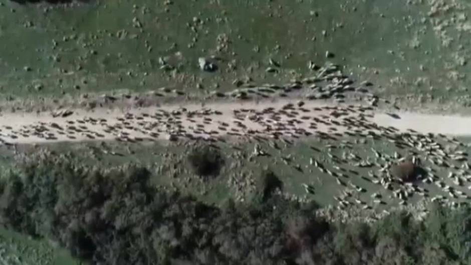 El viaje de las ovejas