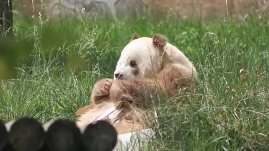 Qizai, el único oso panda gigante en cautividad del que depende su especie