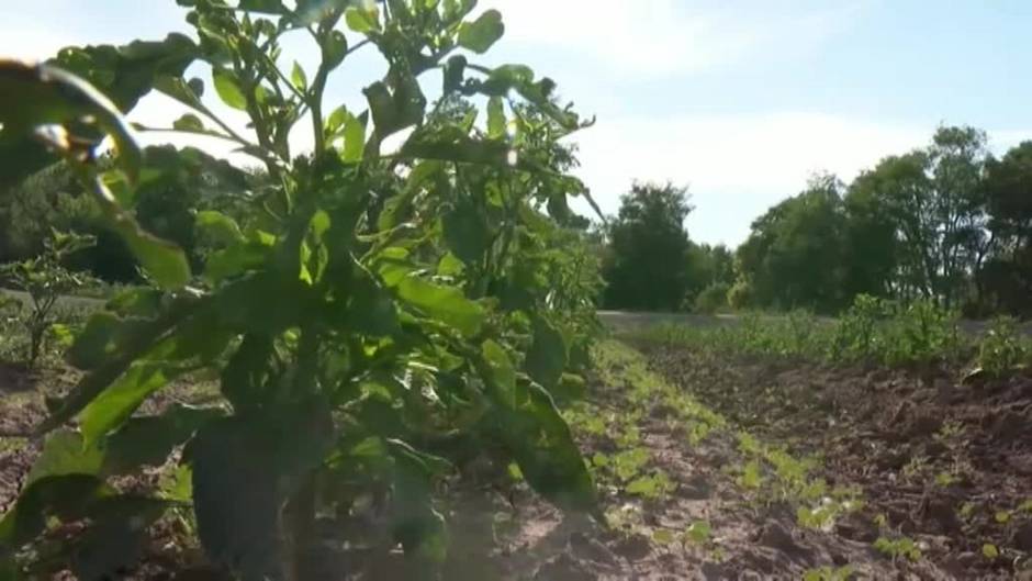 La sequía en el oeste de EEUU pone en jaque a los trabajadores del campo