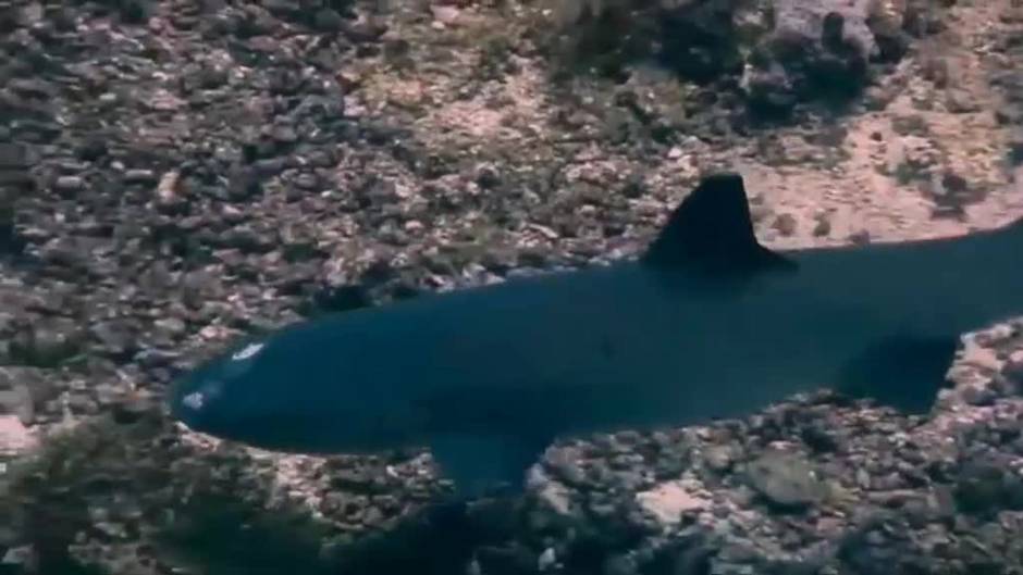 Una extraña lesión afecta a los tiburones de arrecife de punta blanca de Malasia