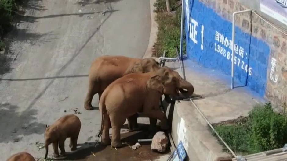 La manada de elefantes china sigue su periplo con más de 500 km a sus espaldas