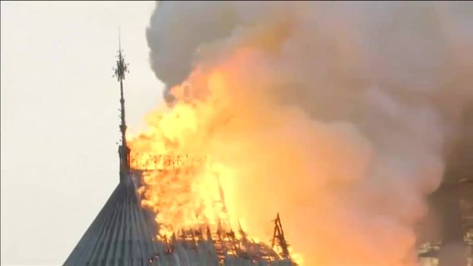 Árboles centenarios para la reconstrución de Notre Dame