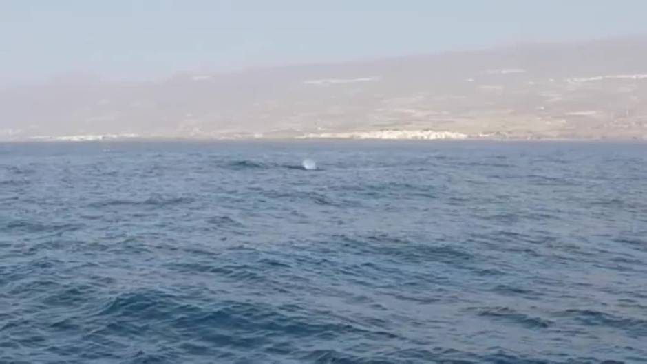 Raro avistamiento de ballenas en las Islas Canarias