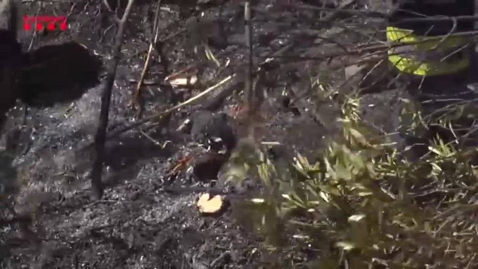 El incendio de Llançà avanza con el aumento de las rachas de viento y las altas temperaturas
